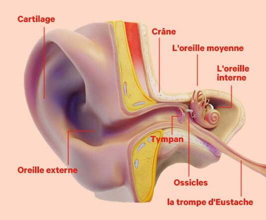 Quelle est la structure de l’oreille ?